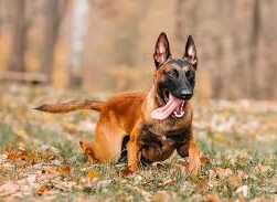 Nutritional Supplements for Belgian Malinois Dogs