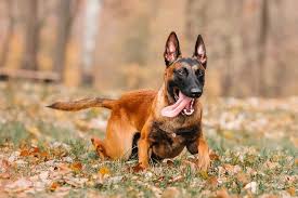 Nutritional Supplements for Belgian Malinois Dogs