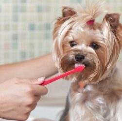 Pet Dental Care