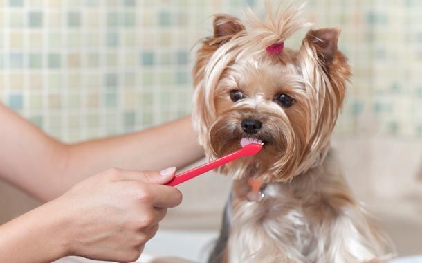 Pet Dental Care