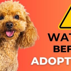 Things to Note When Raising a Poodle