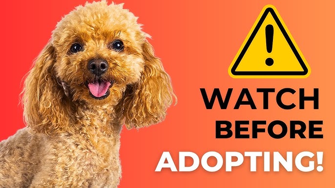 Things to Note When Raising a Poodle