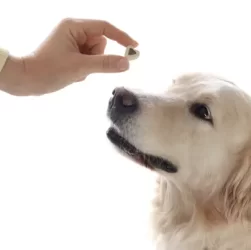 You already know the importance of vitamins for your pet.