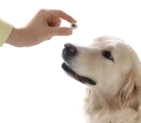 You already know the importance of vitamins for your pet.