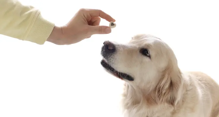 You already know the importance of vitamins for your pet.