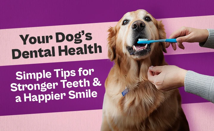 How to Care for Your Dog's Teeth for Good Health