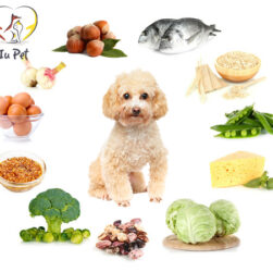 poodle canxi