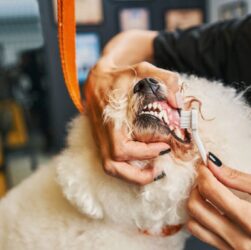 How to Effectively Whiten Your Poodle's Teeth – A Detailed Guide from A to Z