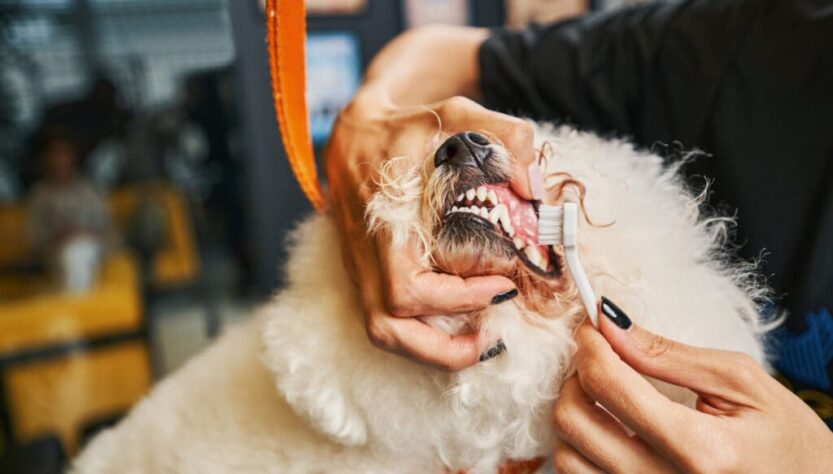 How to Effectively Whiten Your Poodle's Teeth – A Detailed Guide from A to Z