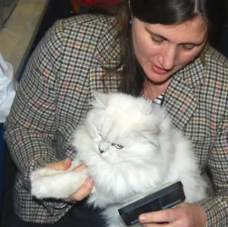 Raising British Longhair Cats: A Detailed A-Z Guide for Beginners