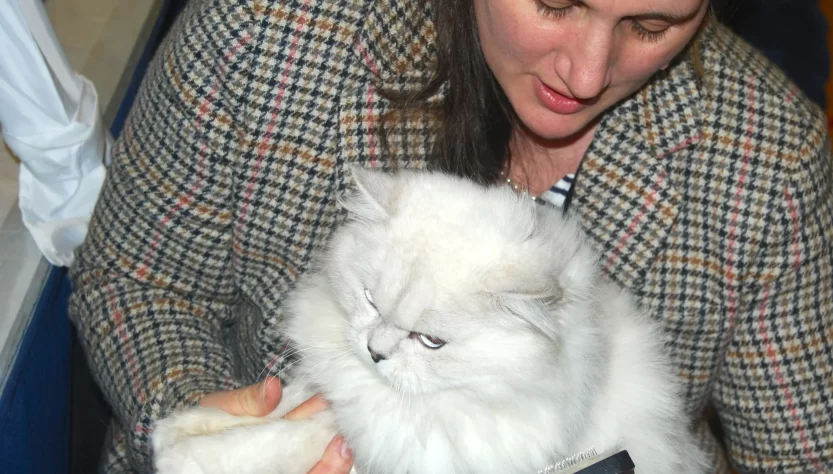 Raising British Longhair Cats: A Detailed A-Z Guide for Beginners