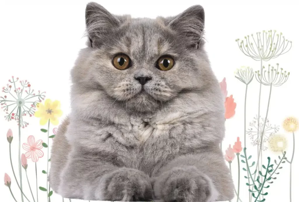 Raising British Longhair Cats: A Detailed A-Z Guide for Beginners