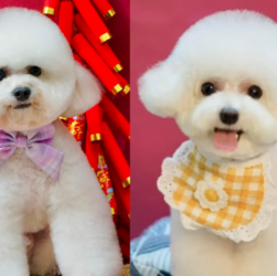 2 of the Most Beautiful Poodle Grooming Styles Today – Salon-Standard Grooming Suggestions