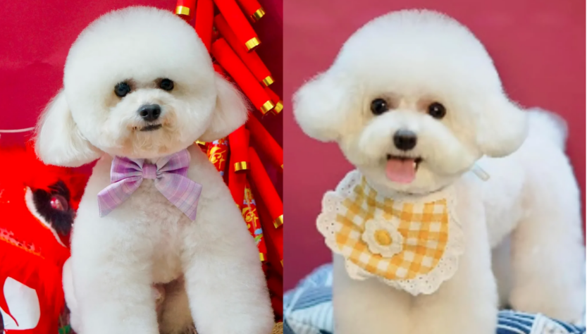 2 of the Most Beautiful Poodle Grooming Styles Today – Salon-Standard Grooming Suggestions