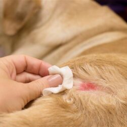 When itchy dogs and cats often constantly scratch