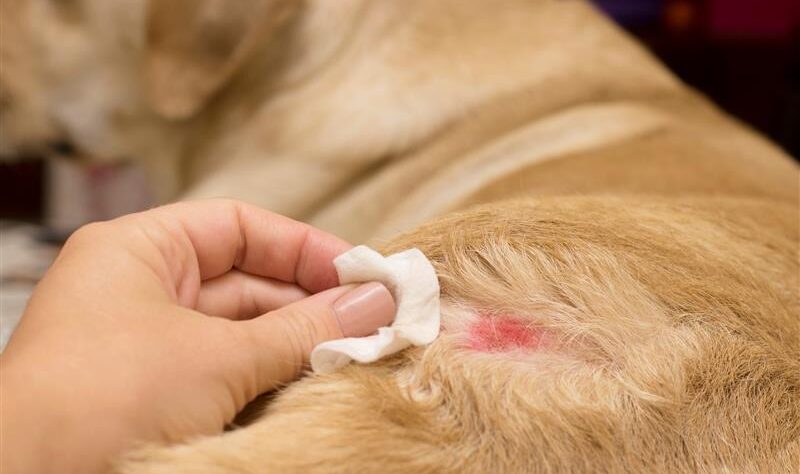 When itchy dogs and cats often constantly scratch
