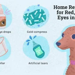 Why Do Dogs Often Have Watery Eyes? Effective Home Remedies for Prevention