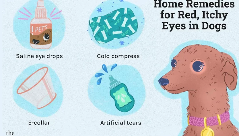 Why Do Dogs Often Have Watery Eyes? Effective Home Remedies for Prevention