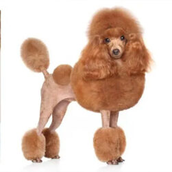 Beautiful Poodle grooming styles