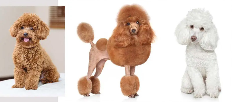 Beautiful Poodle grooming styles
