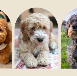 15 Best Poodle Haircuts for 2026 Cute Stylish Styles