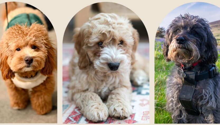 15 Best Poodle Haircuts for 2026 Cute Stylish Styles