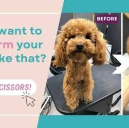 Asian Teddy Poodle Cut Complete Grooming Guide
