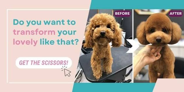 Asian Teddy Poodle Cut Complete Grooming Guide