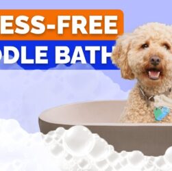 How to Bathe a Poodle