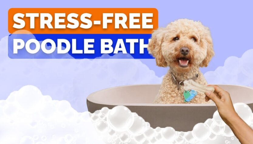 How to Bathe a Poodle