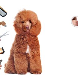 How to Brush a Poodle: Step-by-Step Grooming Guide