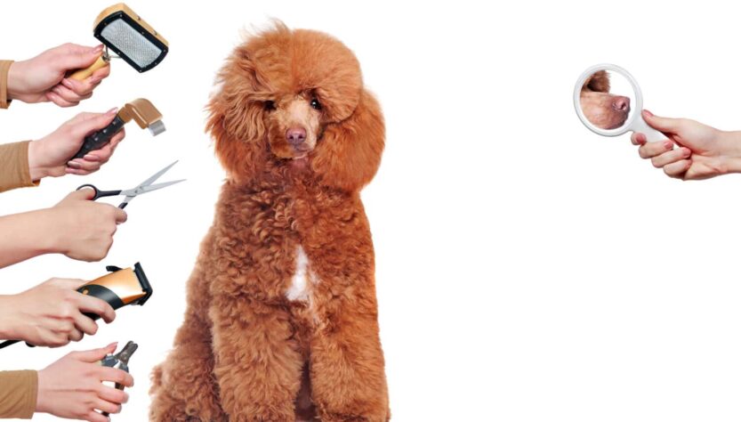 How to Brush a Poodle: Step-by-Step Grooming Guide