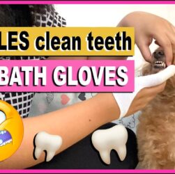 How to Clean a Poodle Teeth