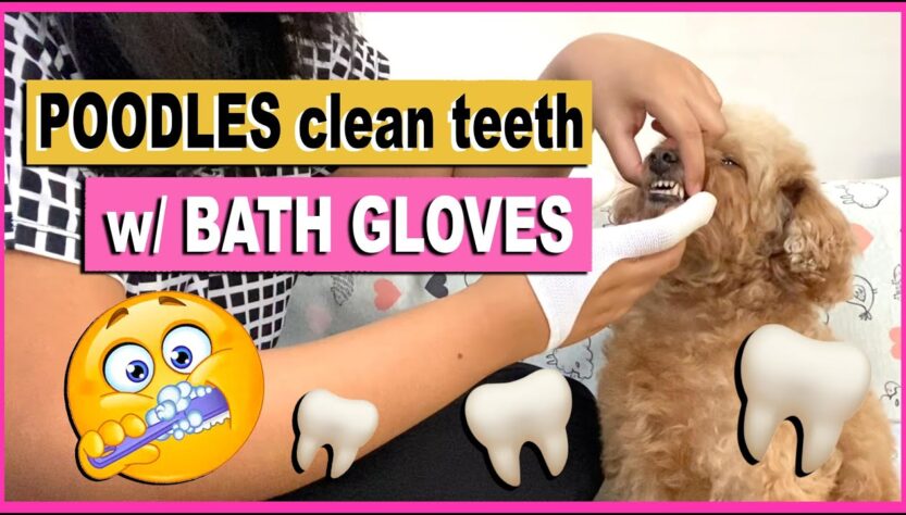 How to Clean a Poodle Teeth
