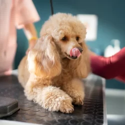 How to clean a Poodle's ears