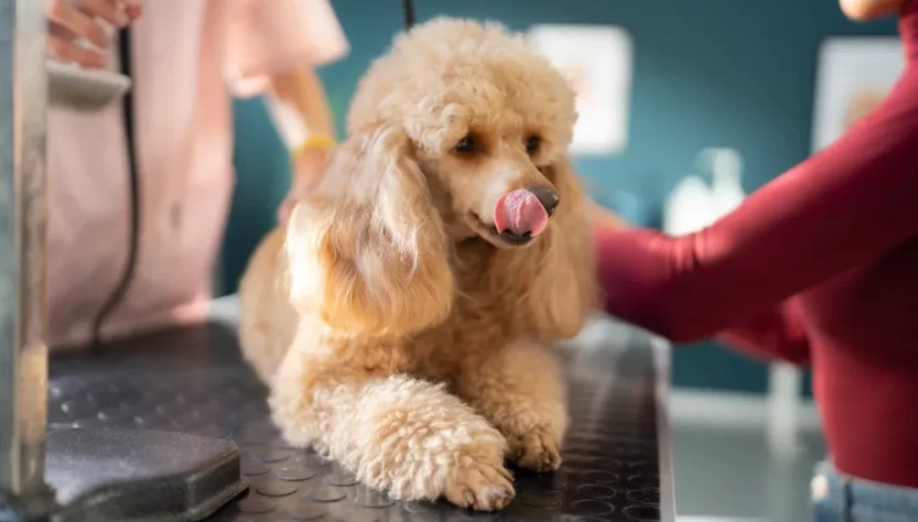 How to clean a Poodle's ears