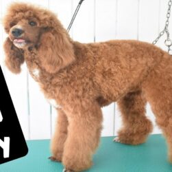How to Dry a Poodle After Bathing