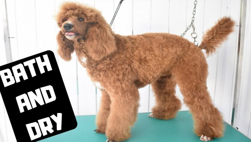 How to Dry a Poodle After Bathing