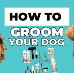 How to Groom a Poodle at Home