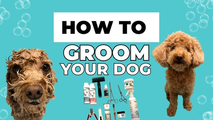 How to Groom a Poodle at Home