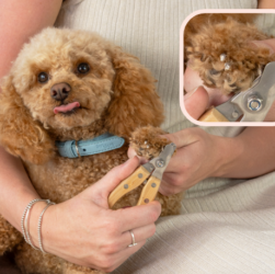 How to Trim a Poodle Nails
