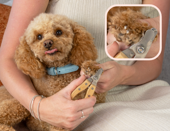 How to Trim a Poodle Nails