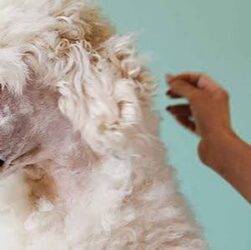 Poodle Coat Care Complete Guide to Healthy, Fluffy Fur