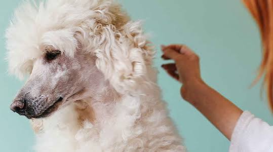 Poodle Coat Care Complete Guide to Healthy, Fluffy Fur