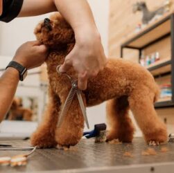 Poodle Grooming Tools