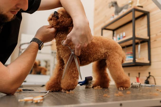 Poodle Grooming Tools