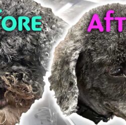 Poodle Matting