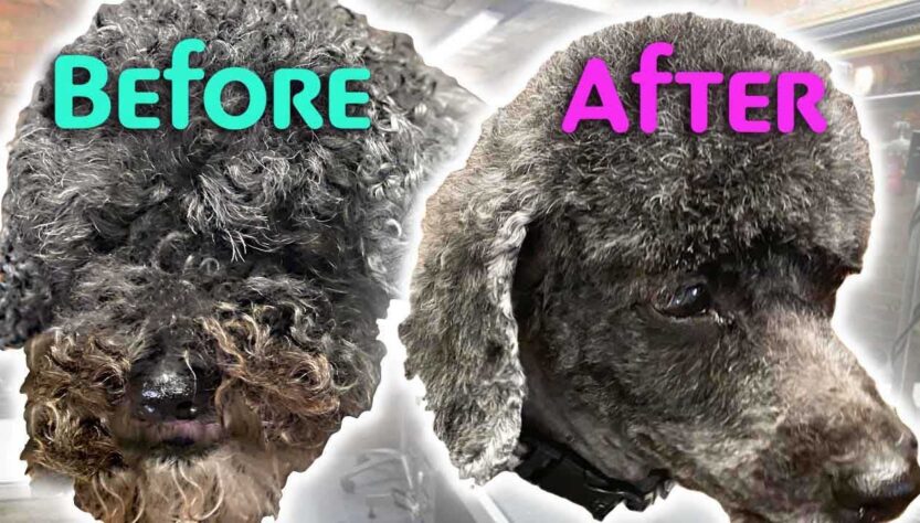 Poodle Matting