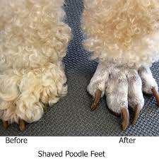 Poodle Paw Care