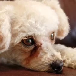 Poodle Tear Stains